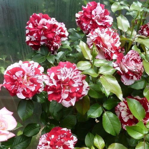 Rosa  Rock & Roll™ - czerwono - biały  - Róże pienne - z kwiatami hybrydowo herbacianymi - korona krzaczasta
